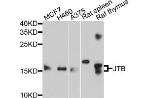 Western blot analysis of extracts of various cell lines, using JTB antibody (ABIN5998022) at 1/1000 dilution. (JTB Antikörper)
