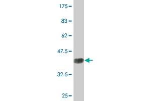 Western Blot detection against Immunogen (36. (AMPD2 Antikörper  (AA 86-185))