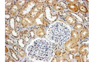 ABIN2560775 (4µg/ml) staining of paraffin embedded Human Kidney. (WRNIP1 Antikörper  (C-Term))