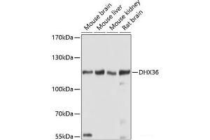 Western blot analysis of extracts of various cell lines using DHX36 Polyclonal Antibody at dilution of 1:1000. (DHX36 Antikörper)