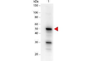 Western Blot of Mouse anti-Pdcd4 phospho S457 Biotin Conjugated antibody. (PDCD4 Antikörper  (Internal Region, pSer457) (Biotin))
