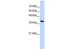 Image no. 1 for anti-ATPase, H+/K+ Exchanging, beta Polypeptide (ATP4b) (AA 215-264) antibody (ABIN6740866)