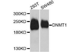 Western blot analysis of extracts of various cell lines, using DNMT1 antibody. (DNMT1 Antikörper  (AA 1-270))