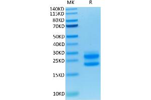 SDS-PAGE (SDS) image for Interleukin 17A (IL17A) (AA 26-158) protein (His-Avi Tag) (ABIN7274995)