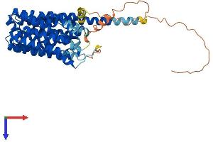 SLC16A1 Protein (AA 1-500) (His tag)