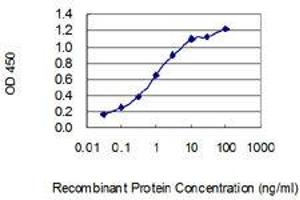 Detection limit for recombinant GST tagged SHANK1 is 0. (SHANK1 Antikörper  (AA 2088-2161))