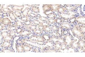 Detection of VEGFD in Bovine Kidney Tissue using Polyclonal Antibody to Vascular Endothelial Growth Factor D (VEGFD) (VEGFD Antikörper  (AA 89-354))