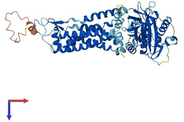 NADPH Oxidase 4 Protein (NOX4) (AA 1-578) (His tag)