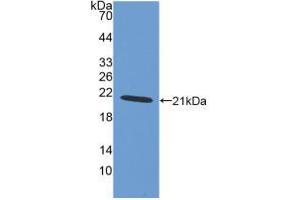 Western blot analysis of recombinant Human AIF1. (Iba1 Antikörper  (AA 1-147))