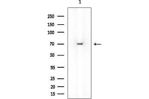 Western blot analysis of lysates from Mouse lung, using SEPN1 Mouse Monoclonal Antibody at 1/1000 dilution.