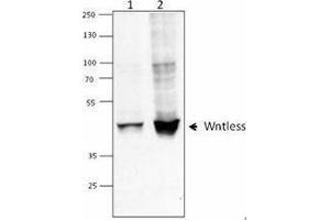 Western Blotting (WB) image for anti-Wntless Homolog (WLS) antibody (ABIN2666414) (GPR177/WLS Antikörper)