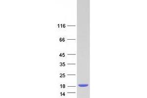 Validation with Western Blot (NUTF2 Protein (Myc-DYKDDDDK Tag))