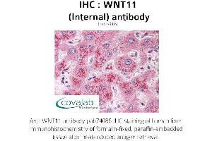 Image no. 1 for anti-Wingless-Type MMTV Integration Site Family, Member 11 (WNT11) (Internal Region) antibody (ABIN1740821) (WNT11 Antikörper  (Internal Region))