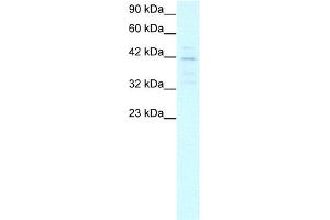MORF4L1 antibody used at 5-10 ug/ml to detect target protein. (MORF4L1 Antikörper  (Middle Region))