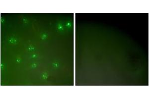 Immunofluorescence analysis of COS7 cells, using Cyclin A Antibody. (Cyclin A Antikörper  (AA 221-270))