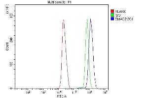 Flow Cytometry analysis of HL-60 cells using anti-SMAD2 antibody (ABIN7602542). (SMAD2 Antikörper  (AA 83-264))