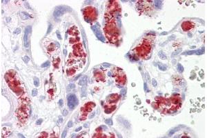 Anti-TBKBP1 antibody IHC staining of human placenta.