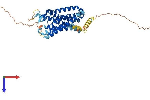 CMKLR1 Protein (AA 1-373) (His tag)
