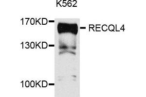 Western blot analysis of extracts of K562 cells, using RECQL4 antibody. (RECQL4 Antikörper)