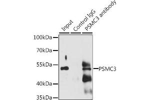 Immunoprecipitation analysis of 200 μg extracts of Jurkat cells, using 3 μg PSMC3 antibody (ABIN6131892, ABIN6146324, ABIN6146325 and ABIN6217303). (PSMC3 Antikörper  (AA 1-180))