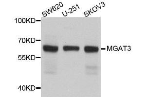 Western blot analysis of extracts of various cell lines, using MGAT3 antibody. (MGAT3 Antikörper  (AA 364-533))