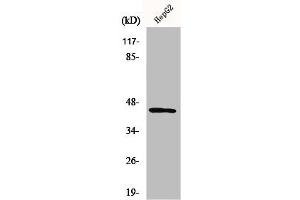 Western Blot analysis of HepG2 cells using Nap1 Polyclonal Antibody (AZI2 Antikörper  (N-Term))