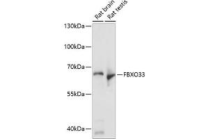 Western blot analysis of extracts of various cell lines, using FBXO33 antibody (ABIN7267091) at 1:1000 dilution. (FBXO33 Antikörper  (AA 346-555))