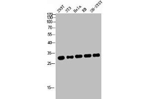 Western blot analysis of 293T 3T3 HELA KB SH-SY5Y lysis using ATF-1 antibody.
