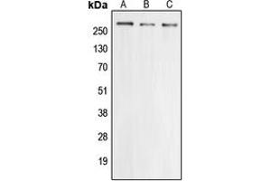 Western blot analysis of Cav2. (CACNA1E Antikörper  (Center))