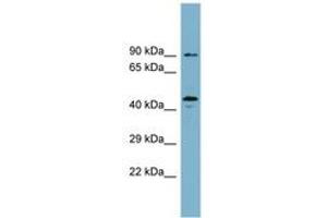 Image no. 1 for anti-WD Repeat Domain, phosphoinositide Interacting 1 (WIPI1) (AA 35-84) antibody (ABIN6744114) (WIPI1 Antikörper  (AA 35-84))