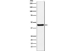 Western blot analysis of NUDEL expression in HeLa cell lysate. (Rekombinanter NDEL1 Antikörper)