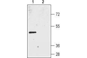 Western blot analysis of rat colon membranes: - 1. (Bestrophin 2 Antikörper  (3rd Extracellular Loop))