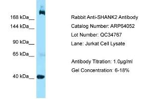 Western Blotting (WB) image for anti-SH3 and Multiple Ankyrin Repeat Domains 2 (SHANK2) (C-Term) antibody (ABIN2789712)