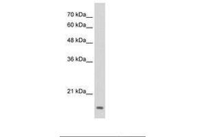 Image no. 1 for anti-Transcription Factor MafG (Mafg) (N-Term) antibody (ABIN6736290) (Mafg Antikörper  (N-Term))