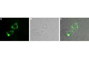 Immunocytochemistry (ICC) image for anti-Potassium Voltage-Gated Channel, Shaker-Related Subfamily, Member 2 (KCNA2) (AA 189-201), (Extracellular) antibody (ABIN7043518)