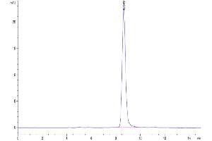 Size-exclusion chromatography-High Pressure Liquid Chromatography (SEC-HPLC) image for CD14 (CD14) (AA 16-345) protein (His tag) (ABIN7274087)