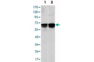 Western blot analysis using BLNK monoclonal antibody, clone 5G9  against NIH/3T3 (1) and BCBL-1 (2) cell lysate. (B-Cell Linker Antikörper)