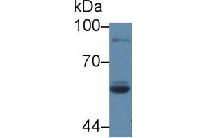 Western Blot; Sample: Human Saliva; Primary Ab: 5µg/ml Rabbit Anti-Rat LPO Antibody Second Ab: 0.