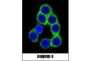 Confocal immunofluorescent analysis of EFNB2 Antibody with 293 cell followed by Alexa Fluor 488-conjugated goat anti-rabbit lgG (green). (Ephrin B2 Antikörper  (AA 157-186))