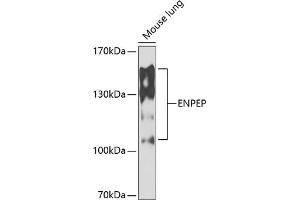 Western Blotting (WB) image for anti-Glutamyl Aminopeptidase (Aminopeptidase A) (ENPEP) (AA 708-957) antibody (ABIN6140180)
