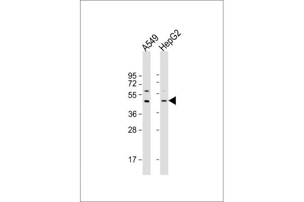 APOL3 Antikörper  (AA 57-90)