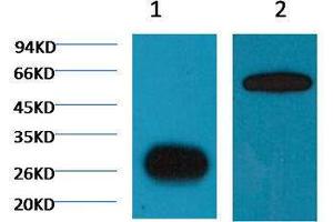 Immunoprecipitation (IP) image for anti-Green Fluorescent Protein (GFP) antibody (ABIN3181198)
