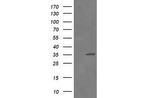 Image no. 2 for anti-Replication Factor C (Activator 1) 2, 40kDa (RFC2) (AA 1-234) antibody (ABIN1490617) (RFC2 Antikörper  (AA 1-234))
