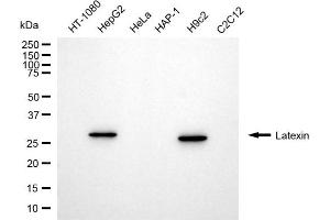 anti-Latexin (LXN) antibody