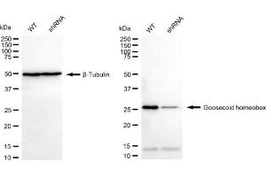 Western blotting analysis using Goosecoid homeobox antibody (ABIN7798799). (Rekombinanter GSC Antikörper)