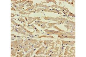 Immunohistochemistry of paraffin-embedded human heart tissue using ABIN7165132 at dilution of 1:100 (BEX5 Antikörper  (AA 1-111))