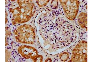 IHC image of ABIN7159453 diluted at 1:300 and staining in paraffin-embedded human kidney tissue performed on a Leica BondTM system. (Cyclin M2 Antikörper  (AA 739-875))