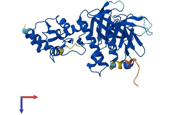 ADAP2 Protein (AA 1-381) (His tag)