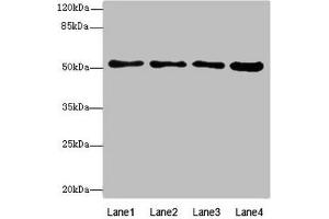Western blot All lanes: BTNL2antibody at 4. (BTNL2 Antikörper  (AA 246-455))