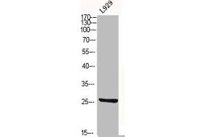 Western Blot analysis of L929 cells using CD9 Polyclonal Antibody (CD9 Antikörper  (Internal Region))